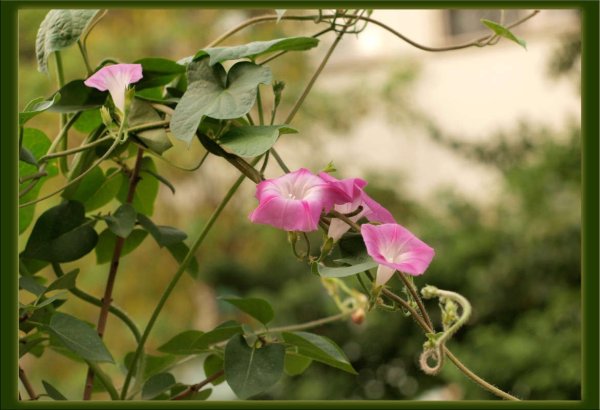 Вьюнок полевой стебель