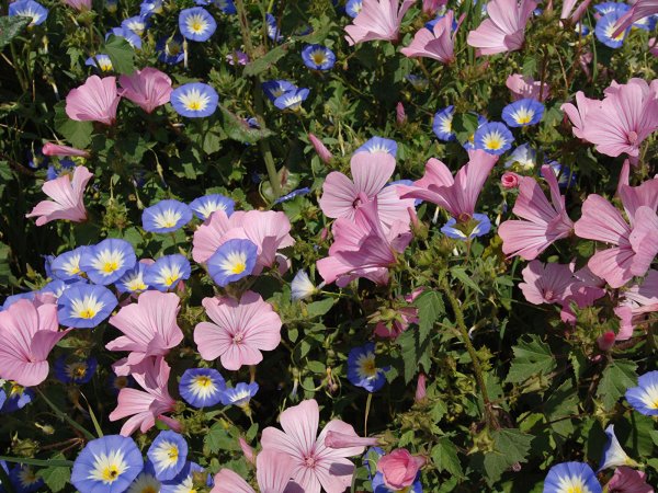 Вьюнок полевой