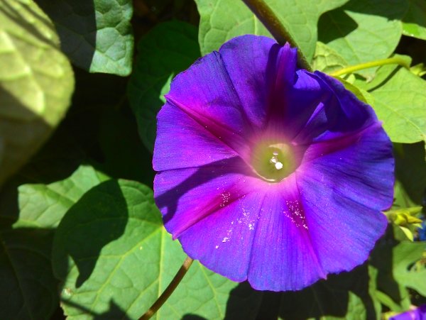 Вьюнок сабатийский