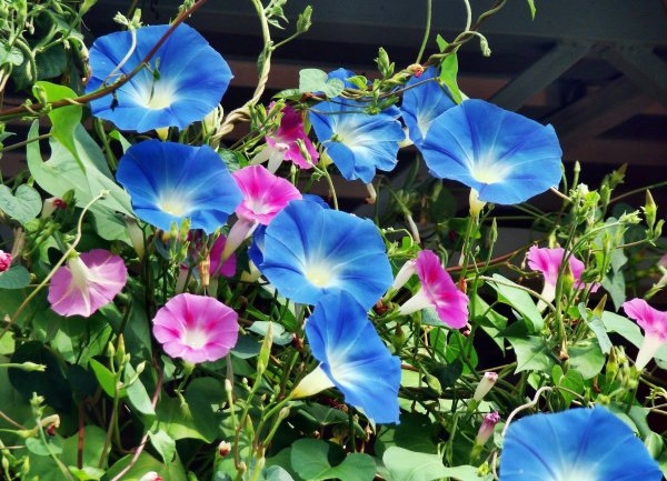 Вьюн ипомея