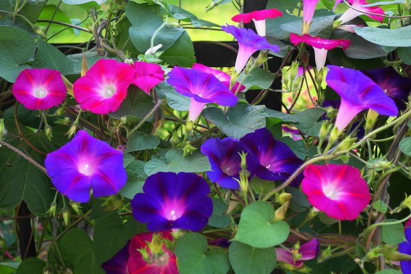 Ипомея забава