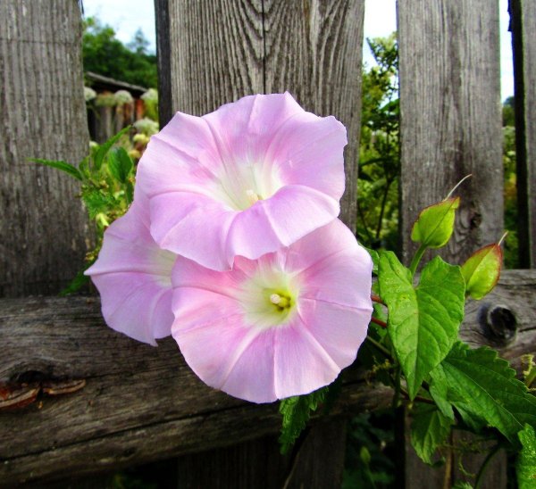 Ипомея (граммофончики)