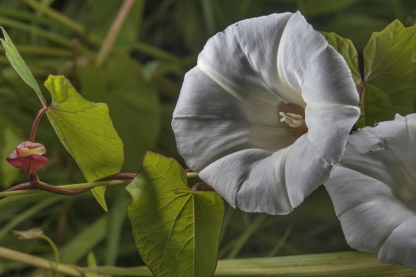 Вьюнок ипомея белая