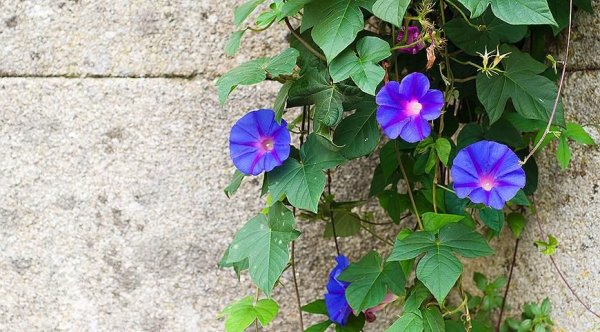 Ипомея Лиана