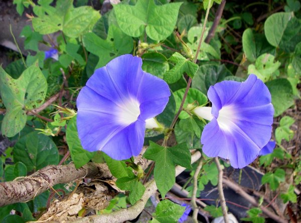 Ипомея плющевидная (Ipomoea hederacea l.)