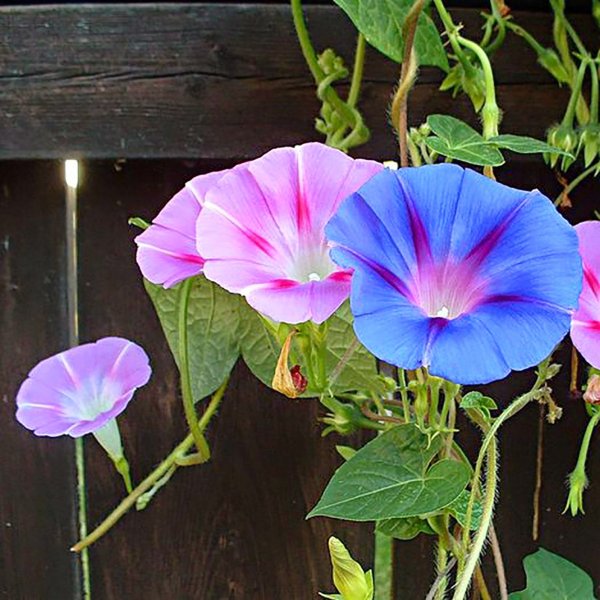 Вьюнок Березка сорняк