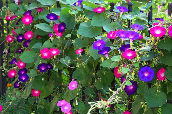 Мавританский Вьюнок