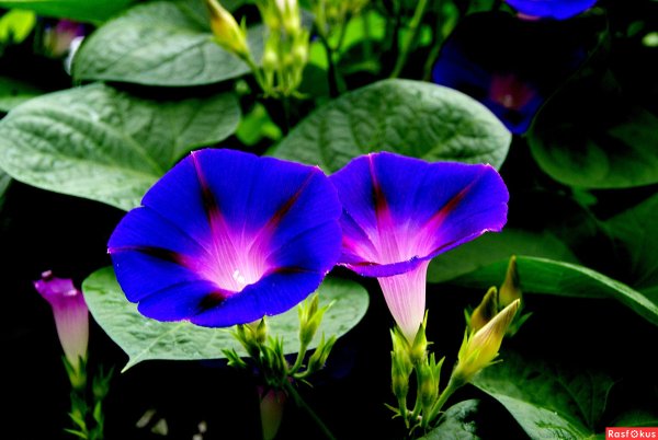 Вьюнок на белом фоне