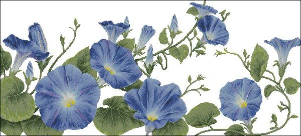 Вьюн ипомея