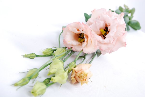 Белые пионы