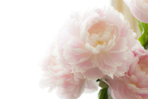 Орхидеи обои