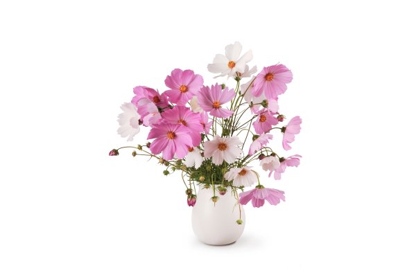 Цветы на светло зеленом фоне