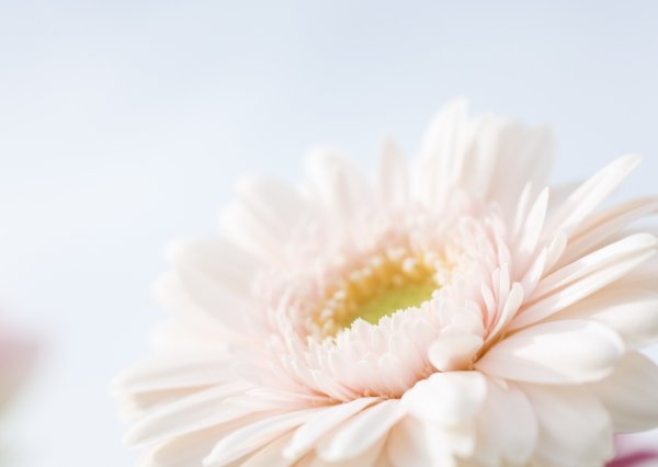 Цветы на Светлом фоне