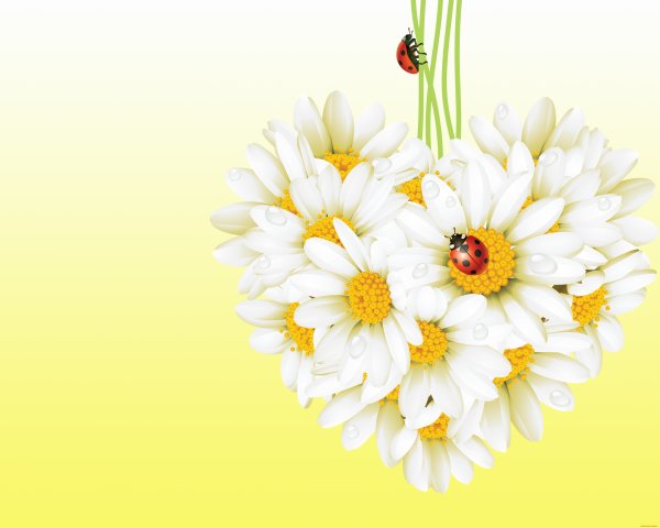 Белые цветы