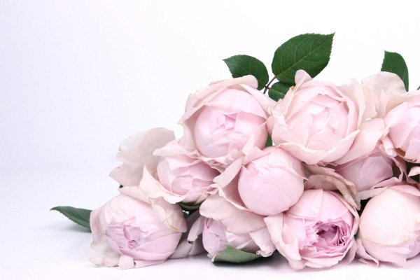 Нежные эустомы