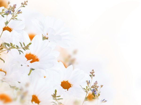 Обои пастельных тонов