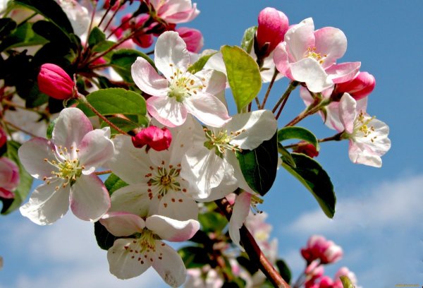 Malus цветы