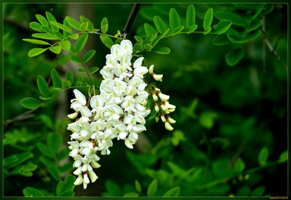 Акация Северная