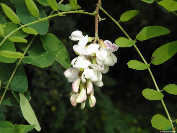 Акация белая (Робиния)