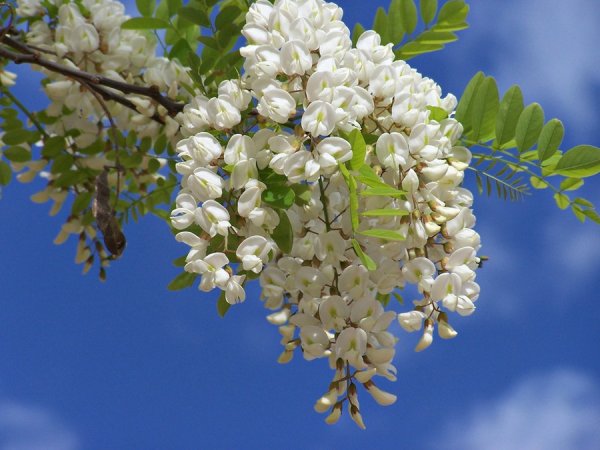 Акация безлистная