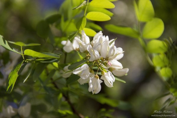 Растения цветущие гроздьями