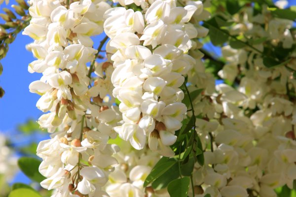 Цветы акации