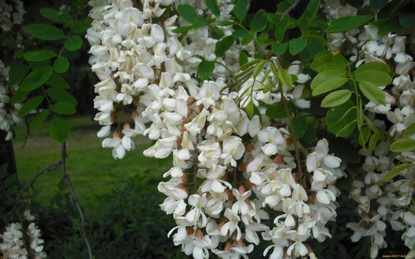 Акация белая (Робиния)