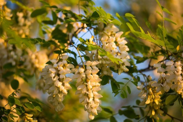 Робиния Лжеакация