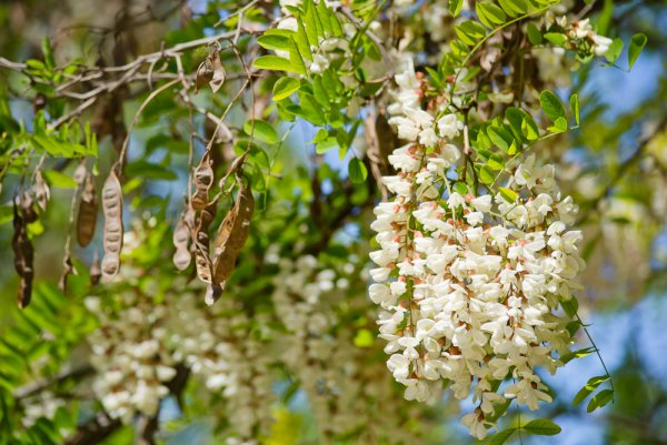 Акация белая (Робиния)