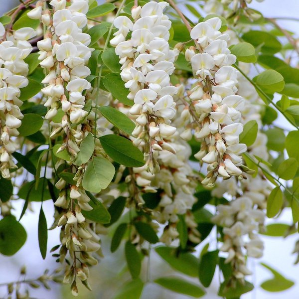 Акация белая Faidherbia albida Aurea