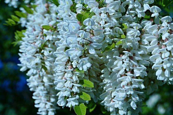 Акация белая (Робиния)