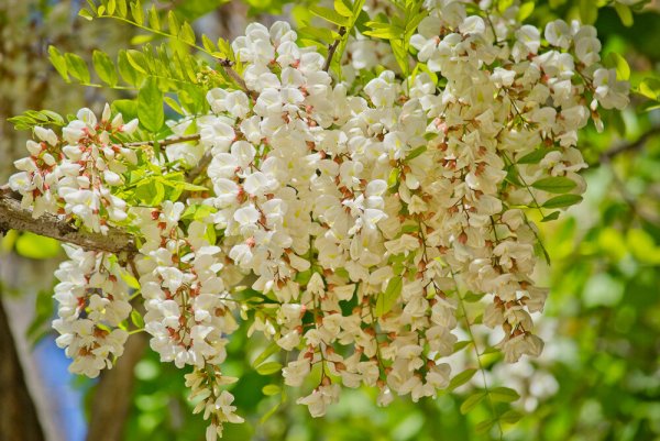 Белая Акация Робиния ложноакациевая