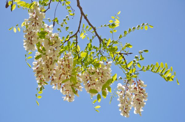 Акация белая (Робиния)