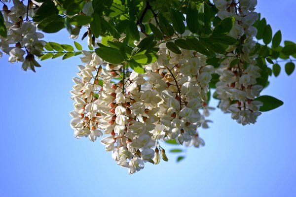 Акация желтокорая