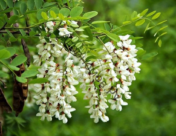 Белая Акация дерево