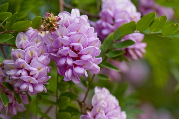 Акация белая (Робиния)