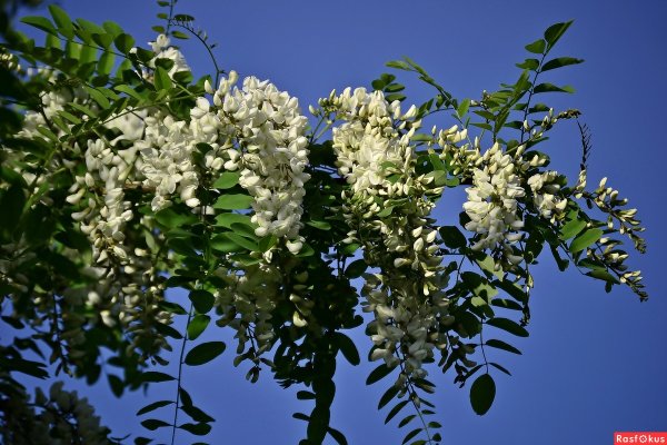 Акация белая (Робиния)