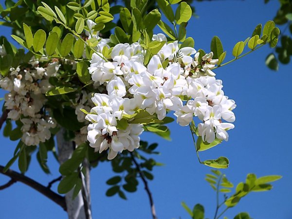 Акация белая (Робиния)