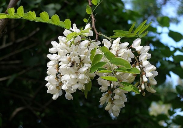 Акация Робиния Пурпл Роуб