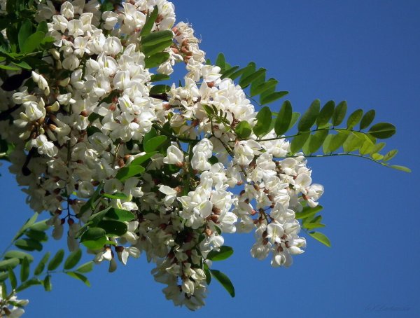 Трехлистная Акация