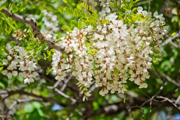 Сирень Жасмин Акация это
