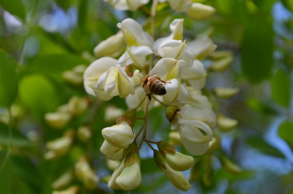 Цветы акации