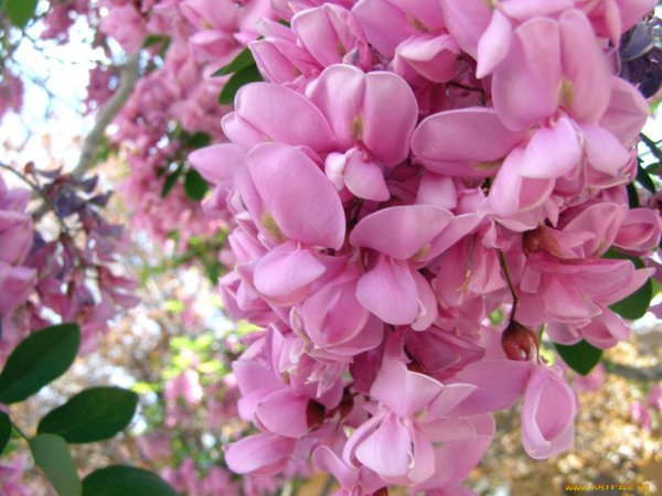 Акация белая кустарник