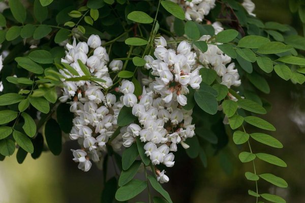 Акация пальмовидная
