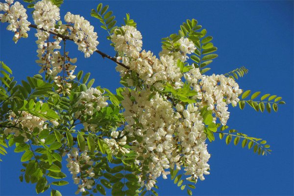 Трехлистная Акация