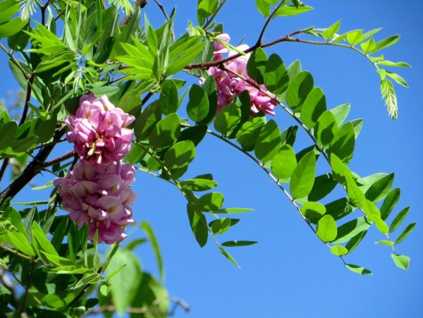 Трехлистная Акация