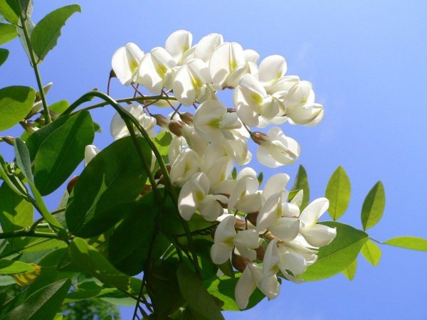 Робиния обыкновенная