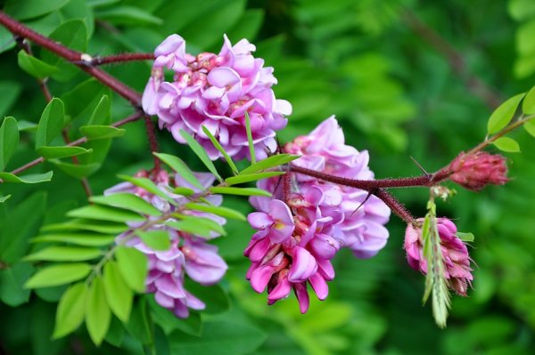 Робиния обыкновенная