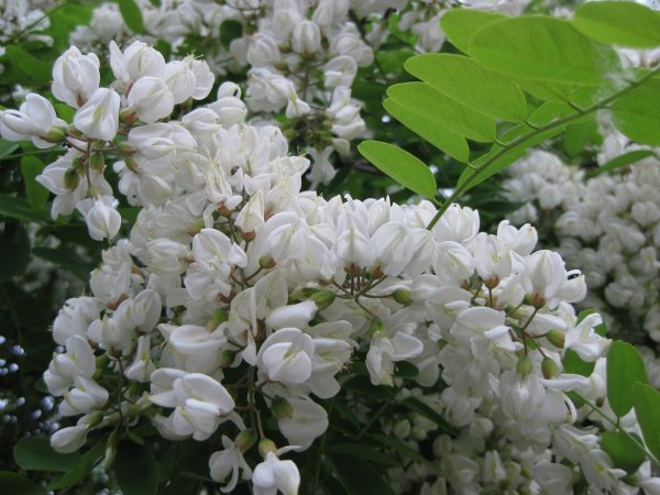 Цветущая Акация