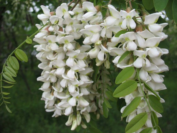 Акация белая (Робиния)